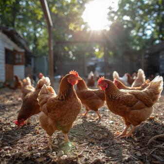 Vogelgrippe: Massnahmen zum Schutz des Haus-geflügels aufgehoben